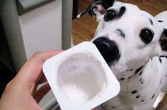 泰迪狗能喝酸奶牛奶吗 泰迪狗能喝酸奶牛奶吗