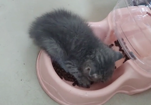 不知饿多久的猫咪遇到猫粮后，就停不下来