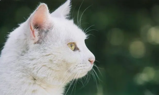 铲屎官：猫腹泻怎么办？吃点益生菌会好吗？了解猫腹泻的那些事儿
