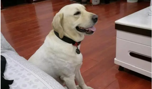 拉布拉多成犬狗粮 拉布拉多成犬狗粮