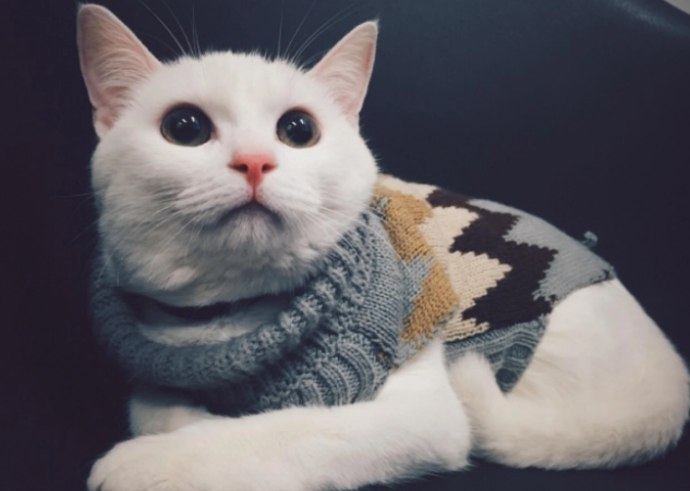对猫咪好就要给猫吃罐头？不能害了猫！