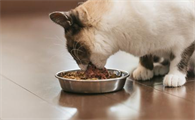 小猫吃猫罐头好吗
