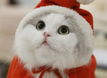 猫咪怎么看品相得好?我来给你讲~ 猫咪怎么看品相得好?我来给你讲~