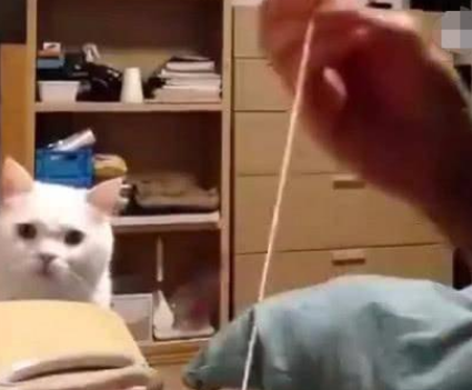 主人缝猫咪咬坏的玩具，猫咪在一旁监工，网友：这猫怕是精神分裂