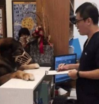 狗狗不满给自己打针的医生：你扎疼我了，赔钱 