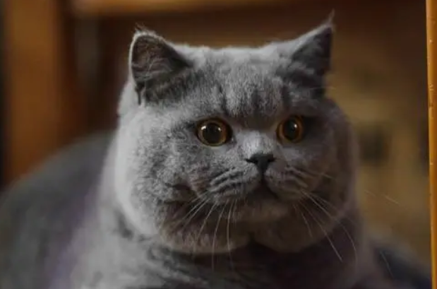 今天告诉你,短毛家猫是不是宠物猫? 今天告诉你,短毛家猫是不是宠物猫?