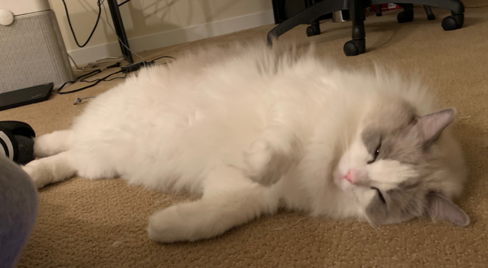 布偶猫睡很久正常吗？看这篇文章就了解了