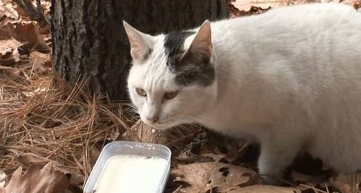 猫咪被遗弃山上3个月来不肯离开原地等主人回来接走 猫咪被遗弃山上3个月来不肯离开原地等主人回来接走