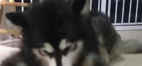 主人在打扫卫生,阿拉斯加为了不碍事,懂事得让人心疼