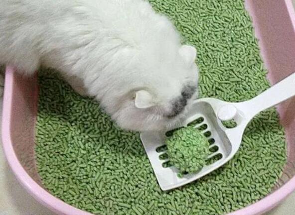 猫砂是做什么用的 猫砂是做什么用的