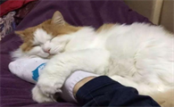 猫怎么才会认主人,你们都知道吗?