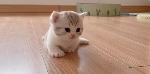 今日科普:幼猫多久会走路? 今日科普:幼猫多久会走路?