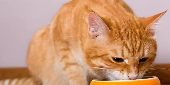 国产猫粮排行榜前十名