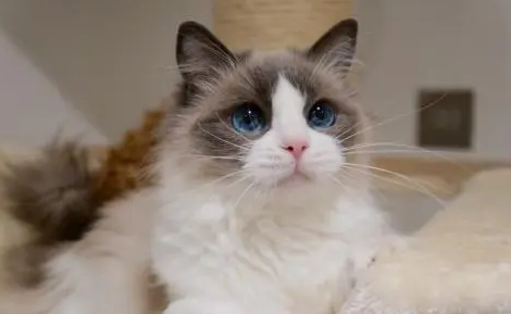 猫吃猫草后呕吐怎么回事?来这里为你解惑 猫吃猫草后呕吐怎么回事?来这里为你解惑