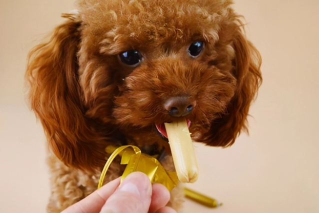 狗狗可以吃什么火腿肠好