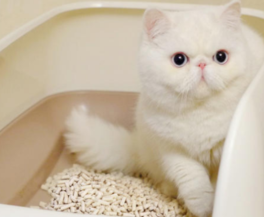 猫砂能混着牌子用的吗
