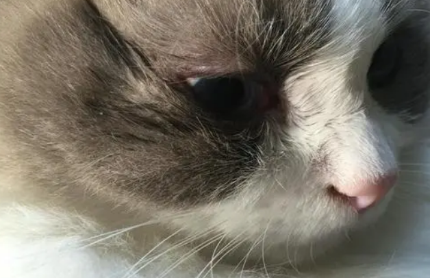 猫眼角发炎红肿怎么办?铲屎官一定要get! 猫眼角发炎红肿怎么办?铲屎官一定要get!