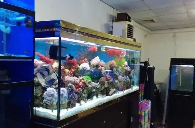 你们知道，家用鱼缸是增氧机好还是水泵好？