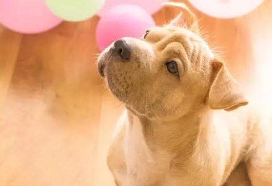 狗狗缺钙怎么办,补钙吃什么好? 狗狗缺钙怎么办,补钙吃什么好?