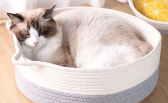 猫窝如何清洗 猫窝如何清洗
