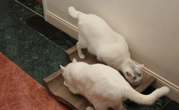 猫咪正确使用猫抓板的十个原则
