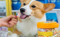 狗狗推荐零食