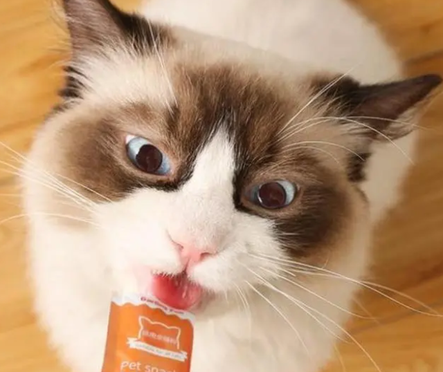 猫条可以兑水后给猫咪吃吗？