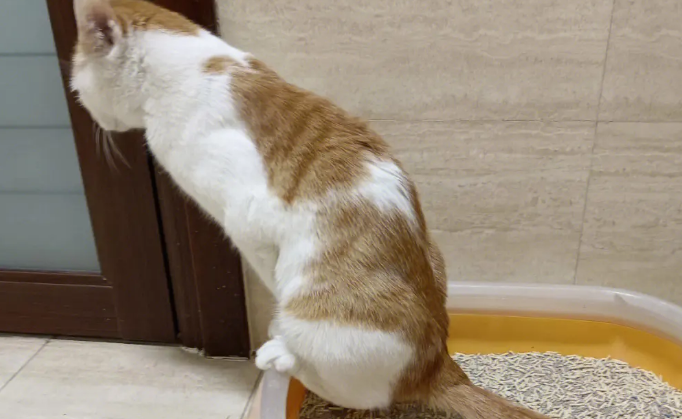 猫尿完不埋是怎么回事?一般是这两种原因 猫尿完不埋是怎么回事?一般是这两种原因
