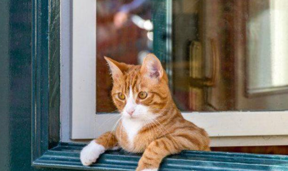 猫守门口代表什么意思?一起来看看 猫守门口代表什么意思?一起来看看