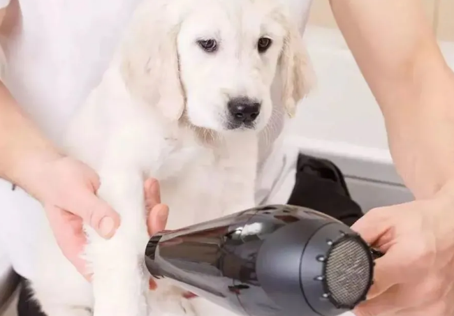 狗狗害怕吹风机怎么办？来看这里！