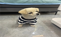 袜子改造宠物衣服