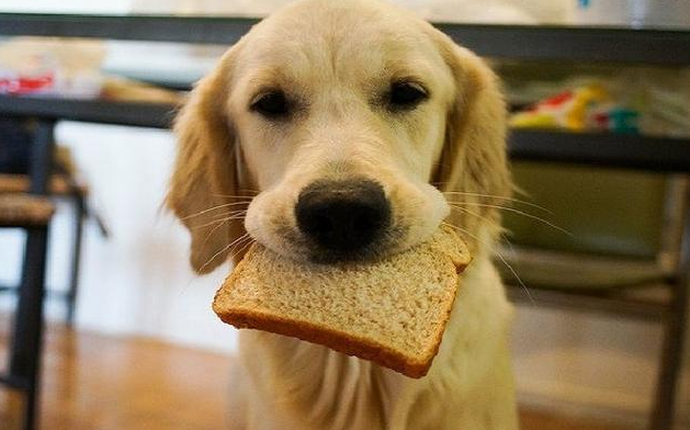狗狗可以吃什么面包吗