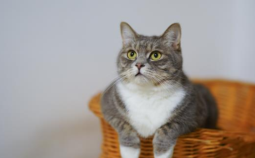 小猫凶人哈气怎么调教？教程奉上