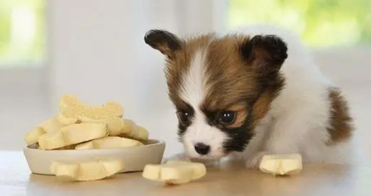 幼犬喜欢什么零食