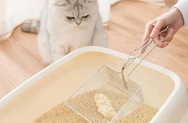 猫砂6l是多少 猫砂6l是多少