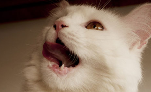 猫张着嘴喘气是什么意思?这3种情况需注意 猫张着嘴喘气是什么意思?这3种情况需注意