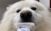 酸奶狗可以喝吗