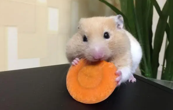 仓鼠 仓鼠
