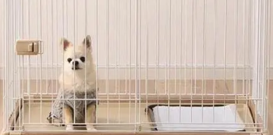 狗放笼子里叫怎么办