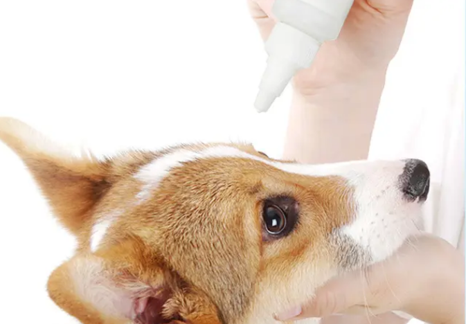 狗狗眼药水哪种好 狗狗眼药水哪种好