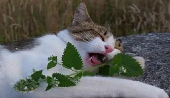猫适合玩什么玩具
