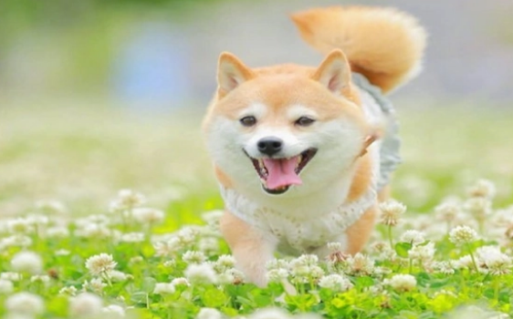 狗狗需要吃钙片吗?狗狗补钙需要重视起来! 狗狗需要吃钙片吗?狗狗补钙需要重视起来!