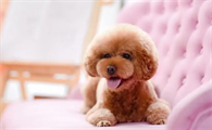 预算不同时如何挑选狗狗鱼油？