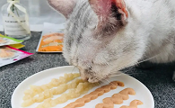 猫零食都有哪些