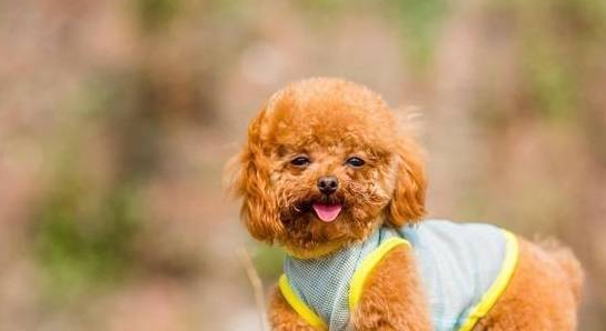 为什么要给狗狗喝羊奶粉?对狗狗这4大好处 为什么要给狗狗喝羊奶粉?对狗狗这4大好处