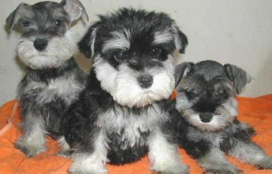 雪纳瑞幼犬狗粮推荐 雪纳瑞幼犬狗粮推荐