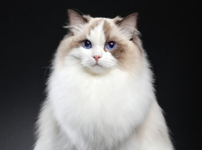 布偶喂什么牌子猫粮