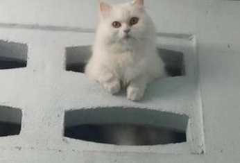 主人上厕所,猫咪:笨蛋,为啥不用猫砂盆 主人上厕所,猫咪:笨蛋,为啥不用猫砂盆