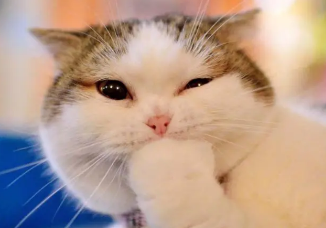 如何从容接手一只猫咪？有人寄养猫咪到你家，需要怎么做？