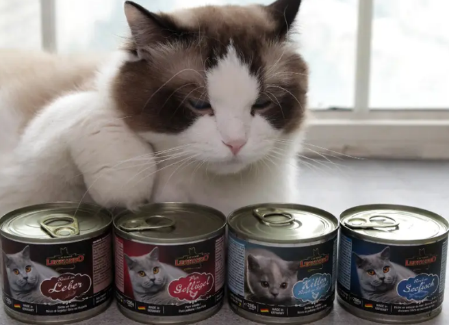 小猫几个月吃罐头